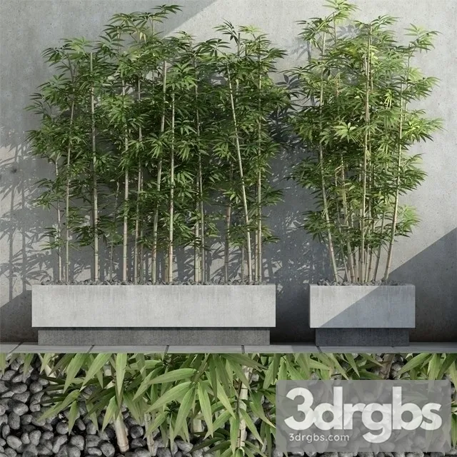 Sinobambusa Tootsik 3 3D Model Download