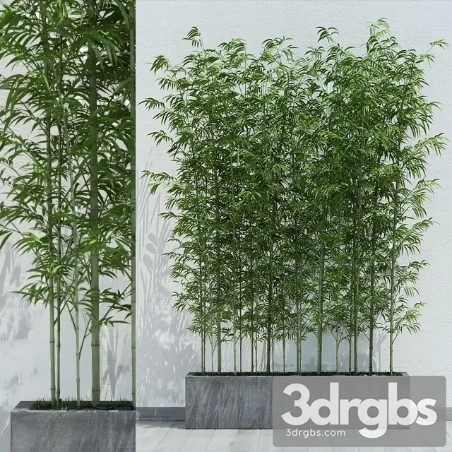 Sinobambusa Tootsik 3D Model Download