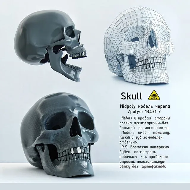 Skull 3D Model