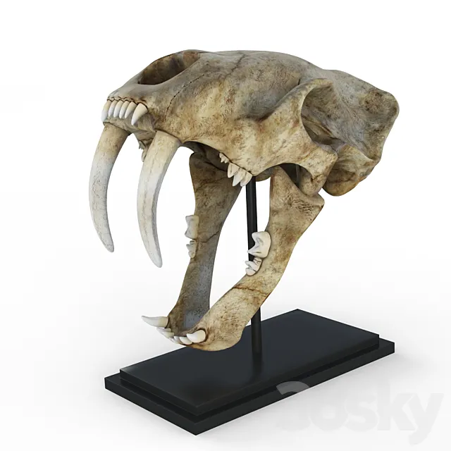 Skull of saber-toothed tiger 3DModel Skull of saber-toothed tiger 3DModel