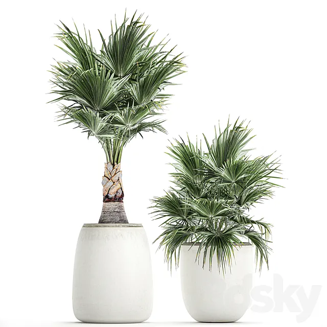 Small beautiful decorative fan palms in white pots.  Set 817. 3D Model