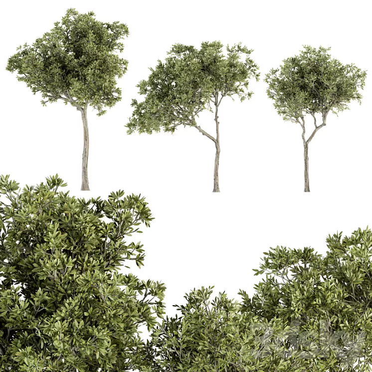 Small Fringe Tree – Set 49 3D Model Small Fringe Tree – Set 49 3D Model