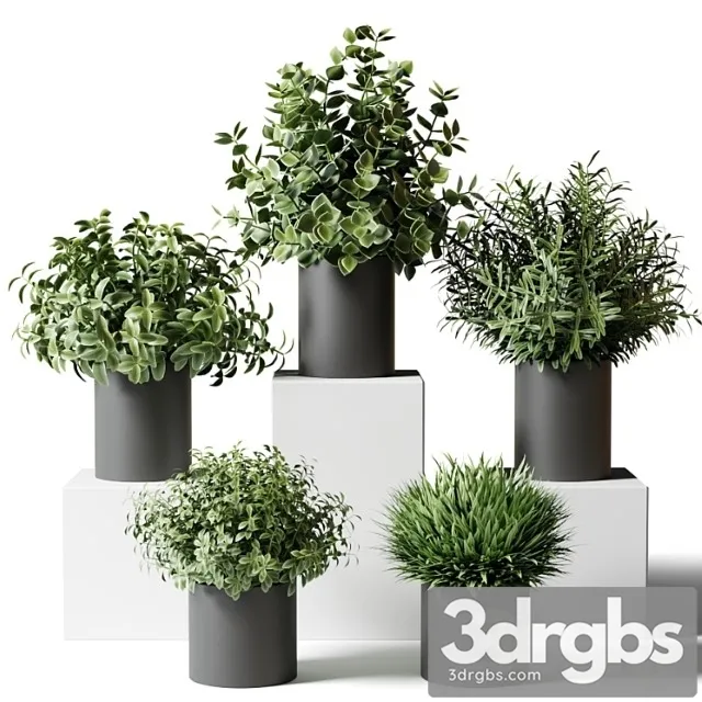 Small indoor plants in pots in the kitchen Small indoor plants in pots in the kitchen