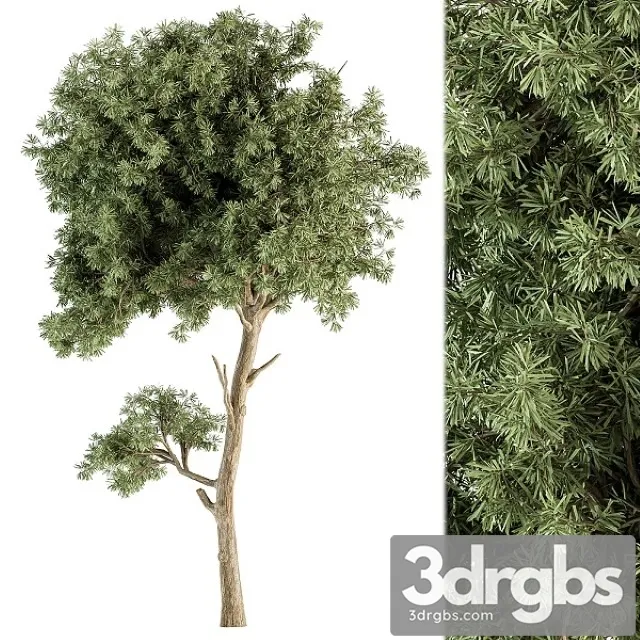 Small Tree Green Maple Needle Set 71 3D Model Download