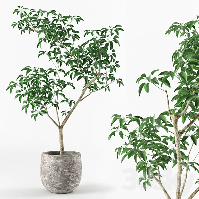 Small tree in pot 3DModel Small tree in pot 3DModel