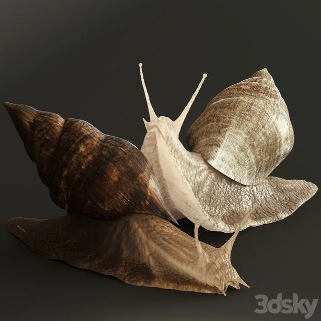 Snails 3D Model Snails 3D Model