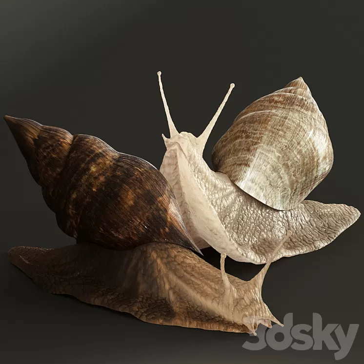 Snails 3D Model