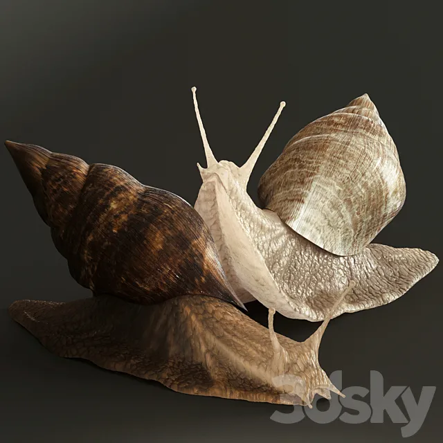 Snails 3DModel
