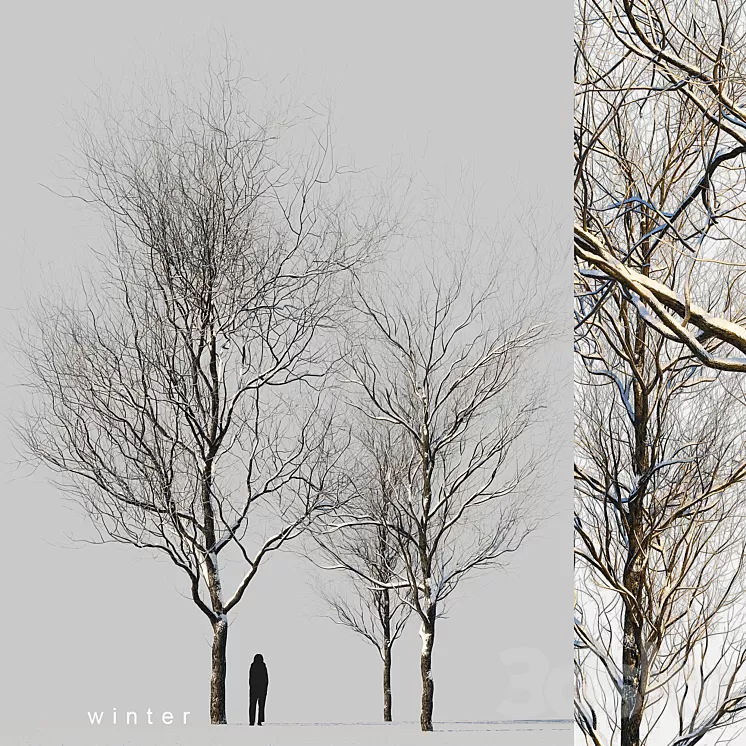 snow-covered trees 3D Model