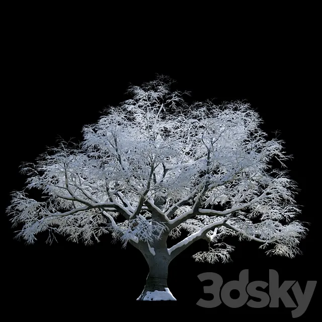 Snow-covered trees beech 3D Model Snow-covered trees beech 3D Model