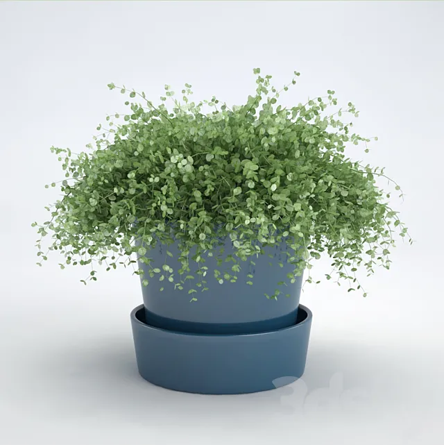 Soleyroliya 3DModel Soleyroliya 3DModel