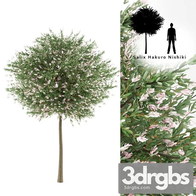 Solid Willow Tree Salih Integra Hakuro Threads 3D Model Download
