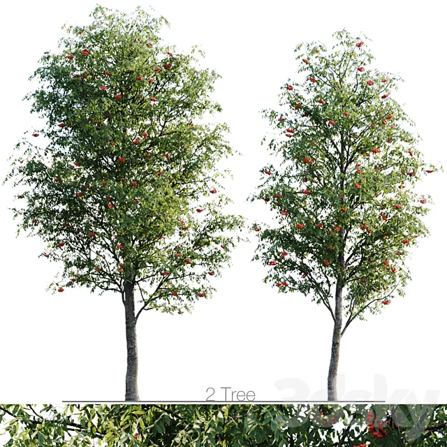 Sorbus 4.5m and 3.8m 3D Model