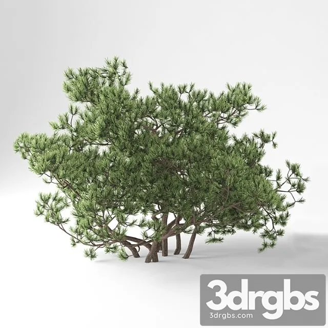 Sosna Ghornaia Pumilio 3D Model Download