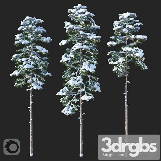 Sosna Nabor 02 3D Model Download