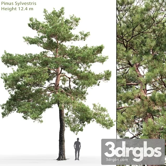 Sosna Obyknovennaia 13 12 4m 3D Model Download