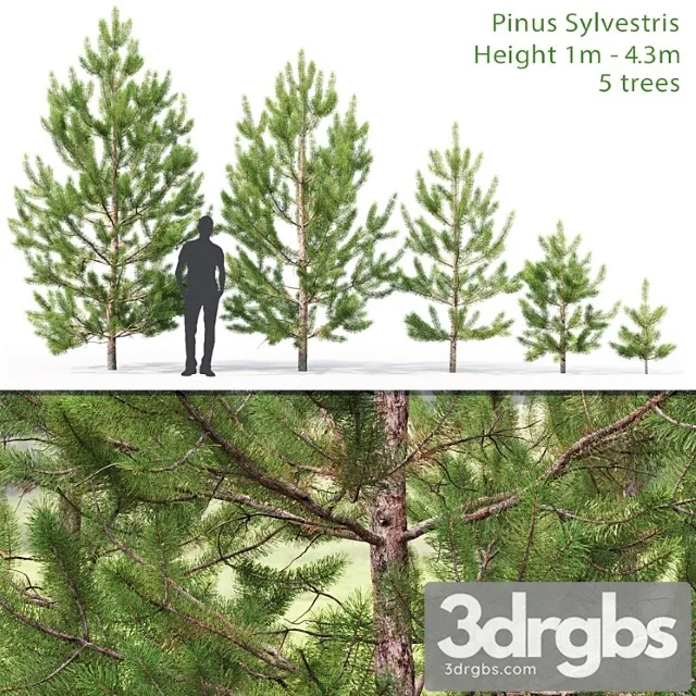 Sosna Obyknovennaia Molodaia 2 1 4 3m 3D Model Download