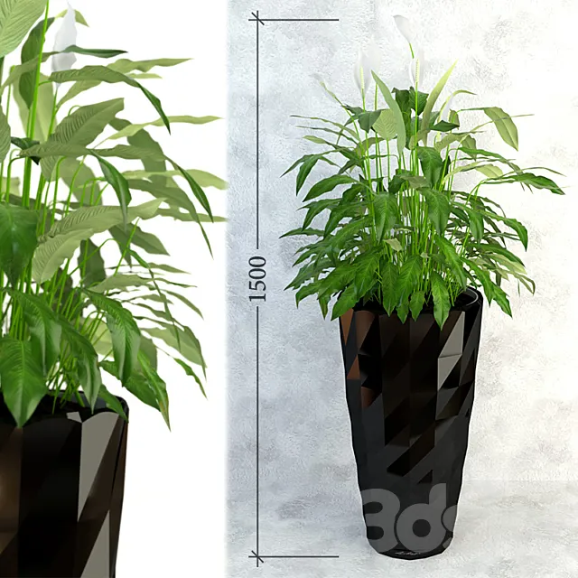 Spathiphyllum 3D Model Spathiphyllum 3D Model
