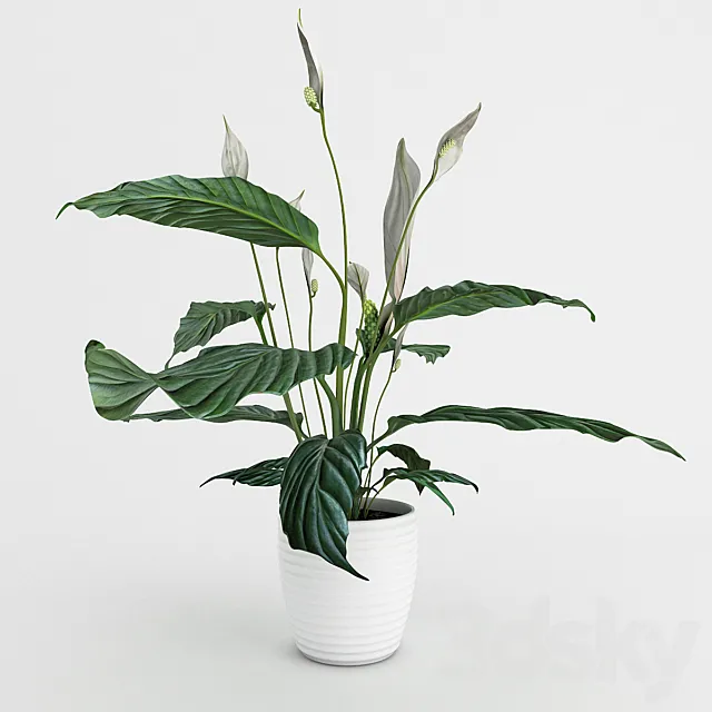 Spathiphyllum 3DModel Spathiphyllum 3DModel