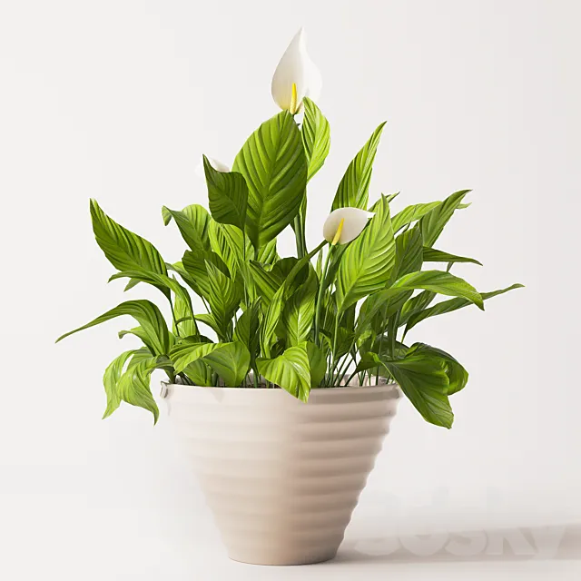 Spathiphyllum plant 2 3D Model Spathiphyllum plant 2 3D Model