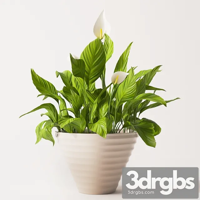 Spathiphyllum plant 2 Spathiphyllum plant 2