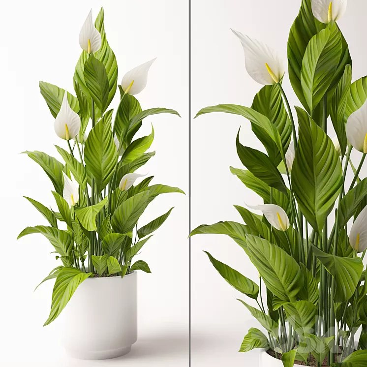 Spathiphyllum plant 3D Model Spathiphyllum plant 3D Model