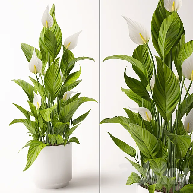 Spathiphyllum plant 3DModel Spathiphyllum plant 3DModel