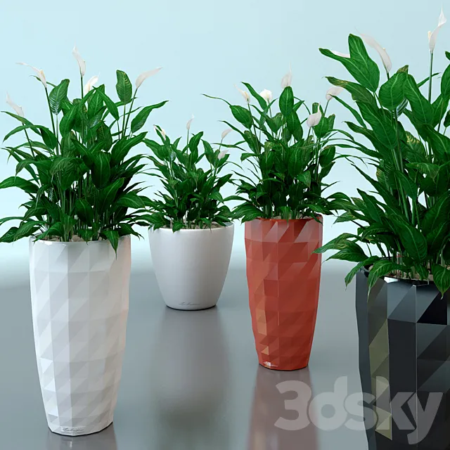 Spathiphyllum Wallis _ Spathiphyllum wallisii in pots Lechuza 3DModel Spathiphyllum Wallis _ Spathiphyllum wallisii in pots Lechuza 3DModel