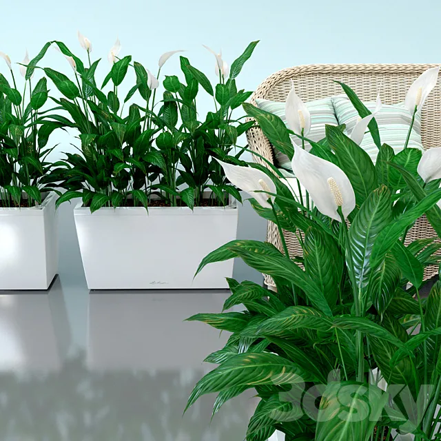 Spathiphyllum Wallis. Spathiphyllum. interior plants. Lechuza. pots. Carara. Spathiphyllum 3DModel Spathiphyllum Wallis. Spathiphyllum. interior plants. Lechuza. pots. Carara. Spathiphyllum 3DModel