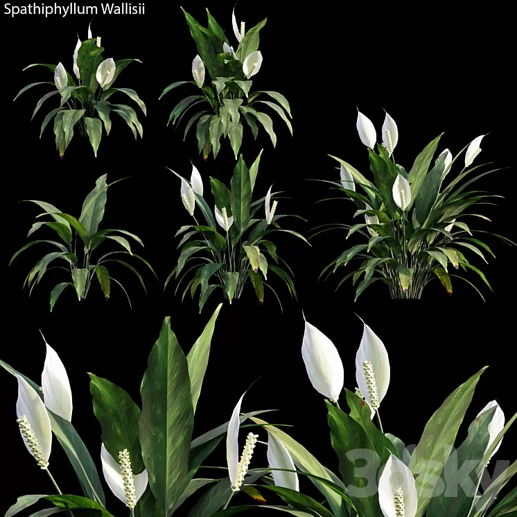 Spathiphyllum Wallisii 01 3D Model