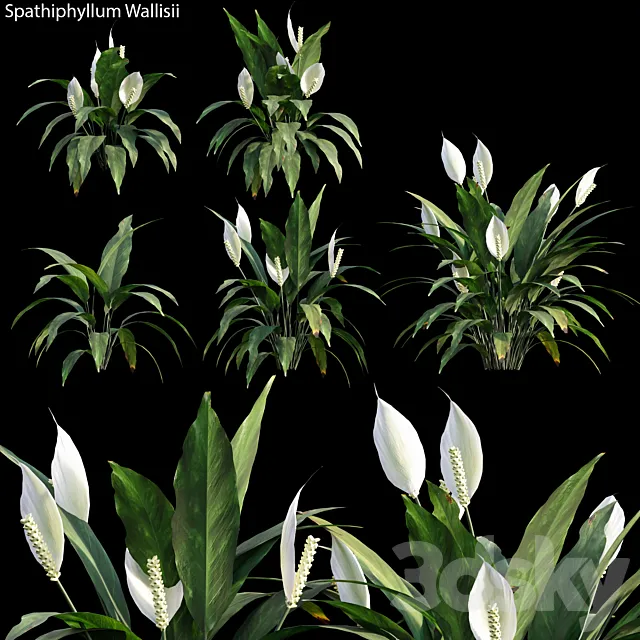 Spathiphyllum Wallisii 01 3DModel Spathiphyllum Wallisii 01 3DModel
