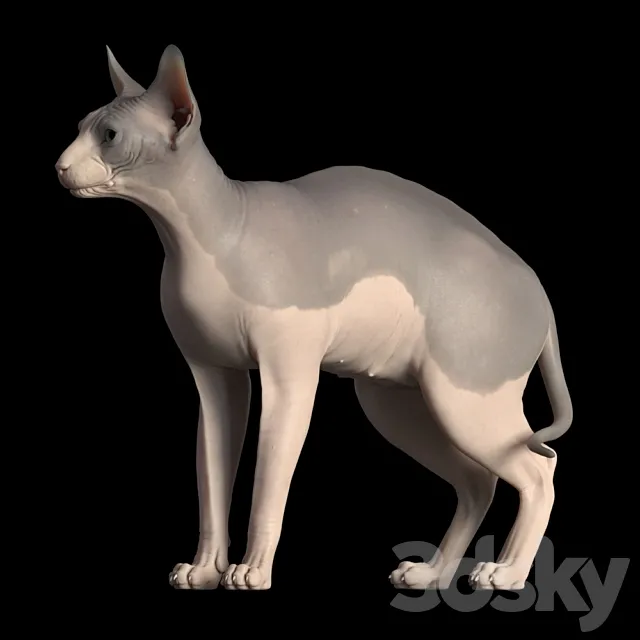 Sphynx cat Free Download