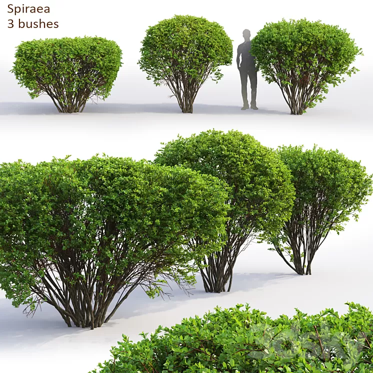 Spiraea 3D Model