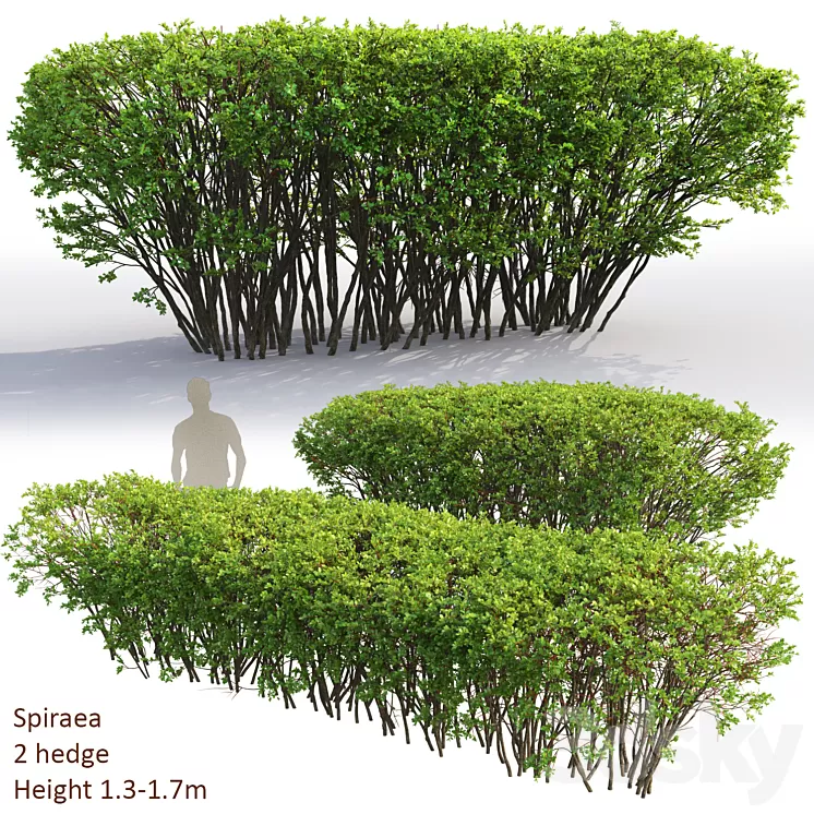 Spiraea 3D Model