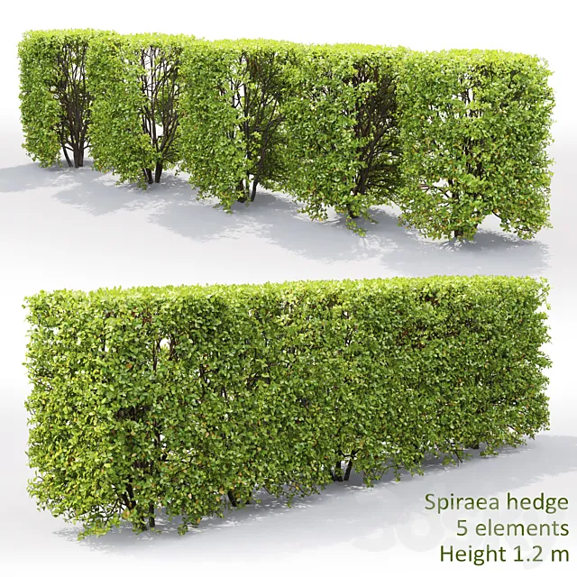 Spiraea 3D Model