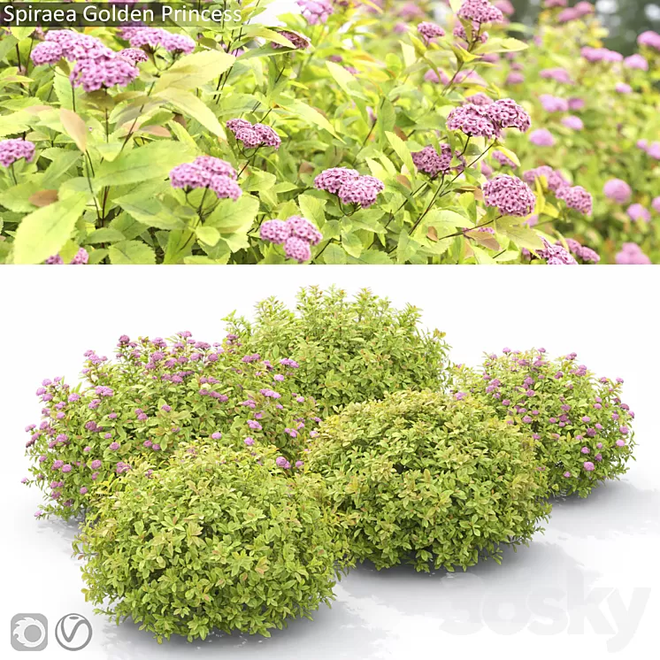 Spiraea Golden Princess 3D Model Free Download Spiraea Golden Princess 3D Model Free Download
