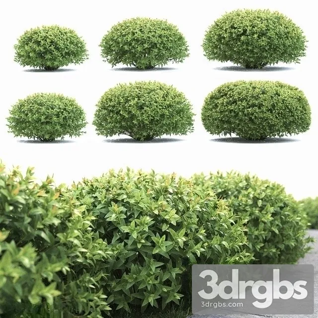 Spiraea Japanese 2 Spirea Japonica 3D Model Download