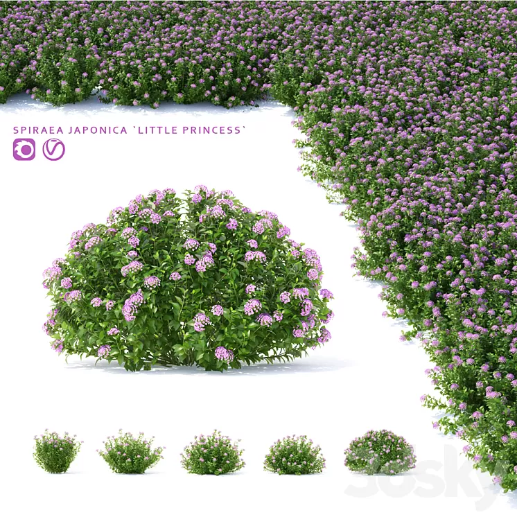 Spiraea japanese bushes | Spiraea japonica Little Princess 3D Model