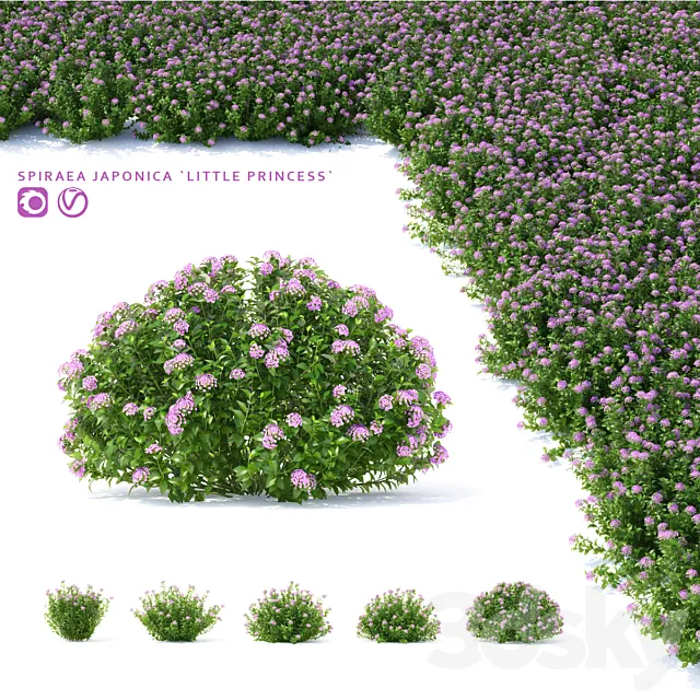 Spiraea japanese bushes | Spiraea japonica Little Princess 3DModel Spiraea japanese bushes | Spiraea japonica Little Princess 3DModel