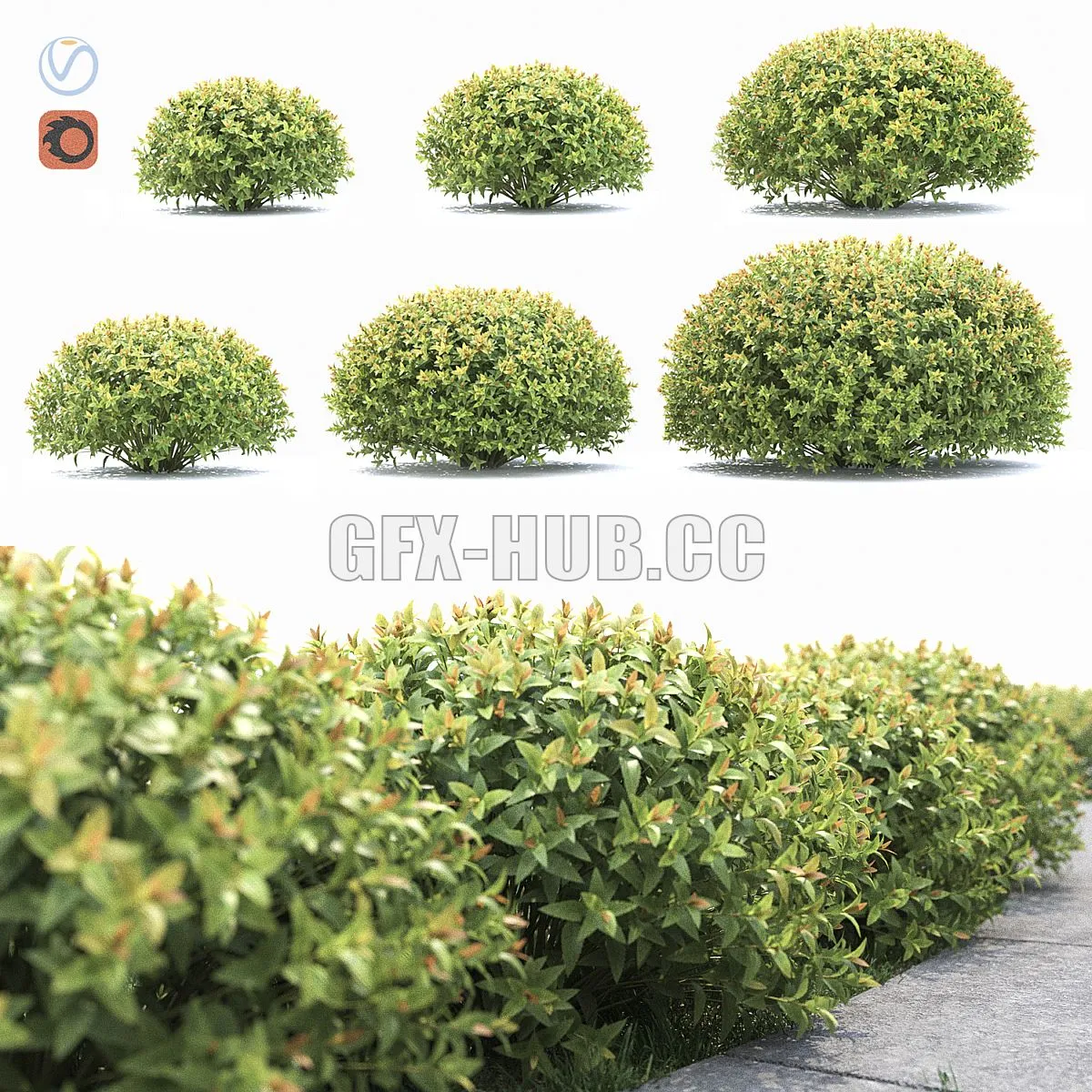 Spiraea japonica 3D Model