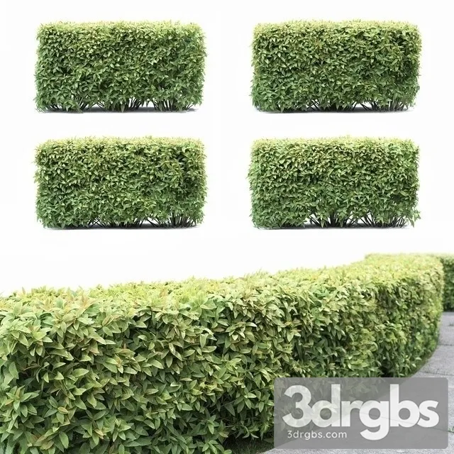 Spiraea Japonica Hedge 3D Model Download