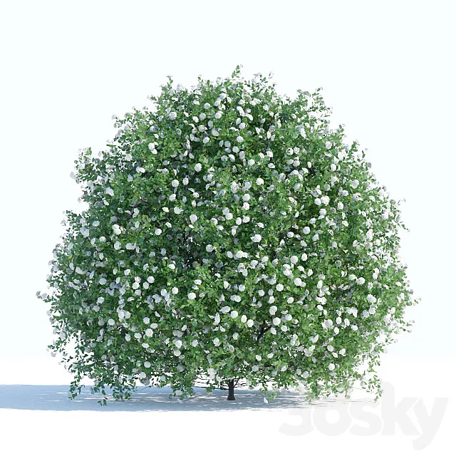 Spiraea shrub 1 3DModel Spiraea shrub 1 3DModel