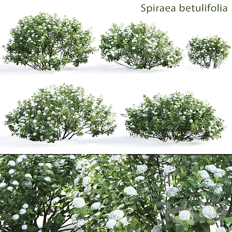 Spirea betulifolia 3D Model Spirea betulifolia 3D Model