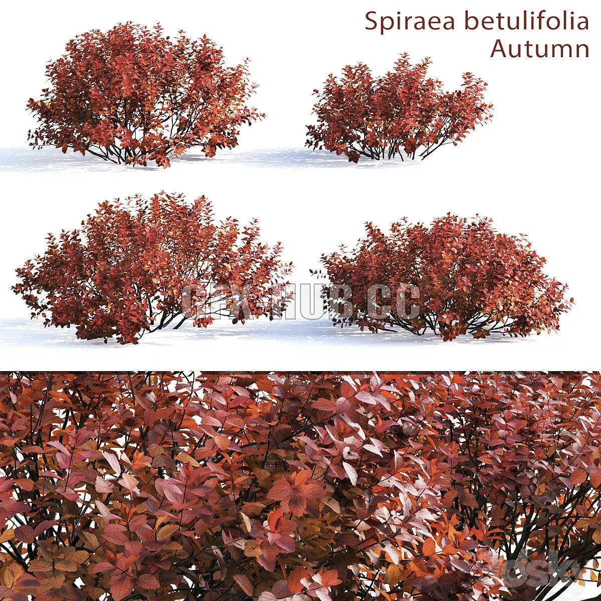 Spirea betulifolia (Autumn) 3D Model