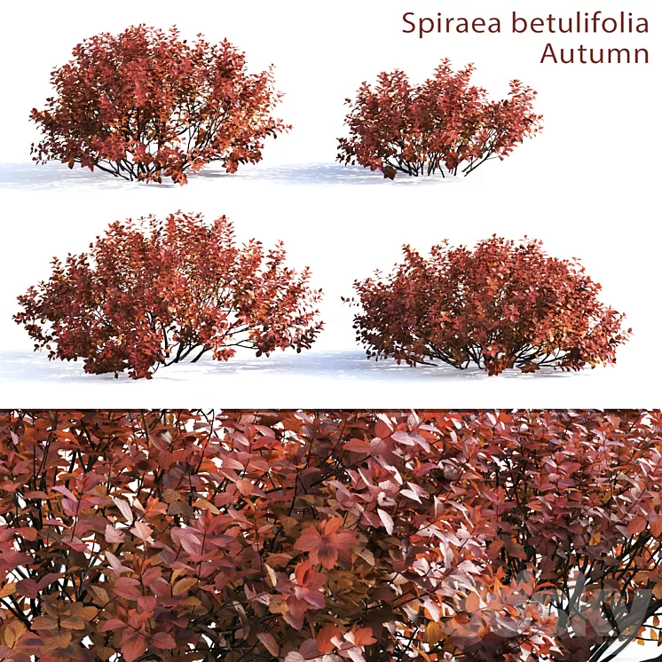 Spirea betulifolia (Autumn) 3D Model Spirea betulifolia (Autumn) 3D Model