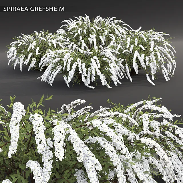 Spirea Grefsheim 3DModel