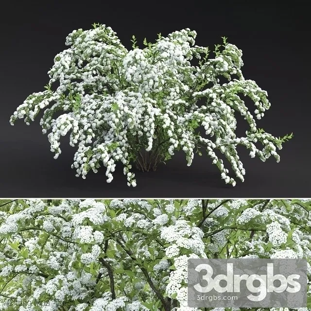 Spirya Vangutta 1 3D Model Download Spirya Vangutta 1 3D Model Download