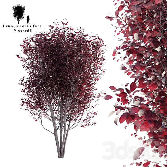 Spread plum | Prunus cerasifera pissardii 3D Model Spread plum | Prunus cerasifera pissardii 3D Model
