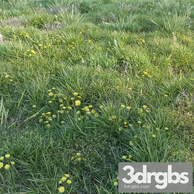 Spring Grass with Dandelions 3D Model Download