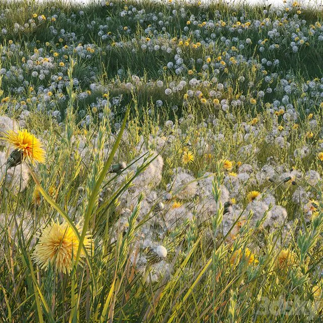 Spring summer field grass with white and yellow dandelions 3D Model Spring summer field grass with white and yellow dandelions 3D Model